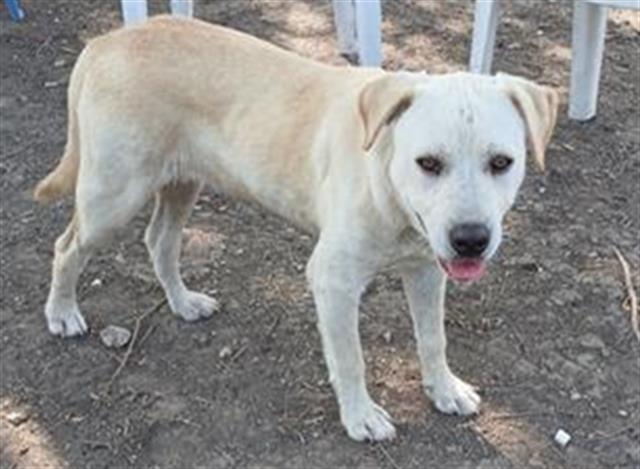 adoptable Dog in San Antonio, TX named ELI