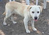 adoptable Dog in  named ELI