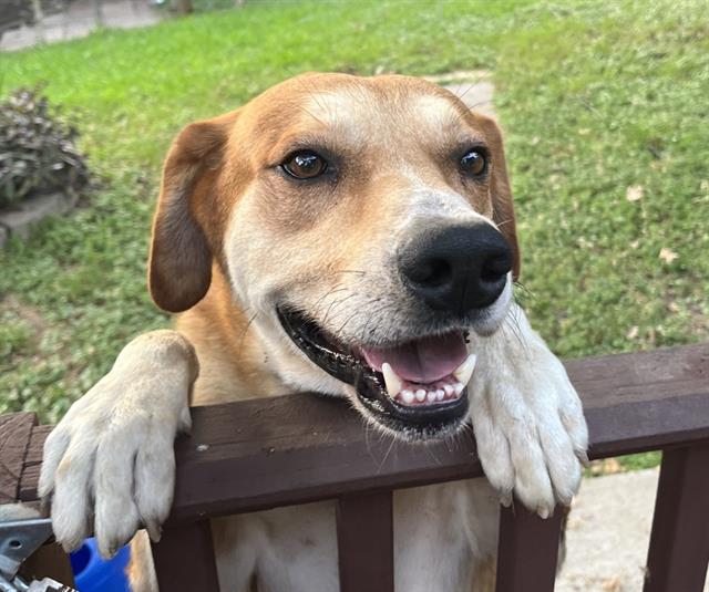 adoptable Dog in San Antonio, TX named BRUNO