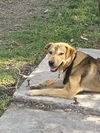 adoptable Dog in  named CALEB
