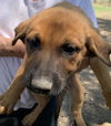 adoptable Dog in  named SUN