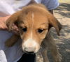 adoptable Dog in  named SKY