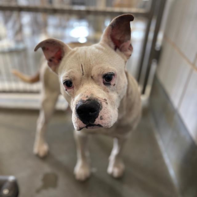 adoptable Dog in San Antonio, TX named BILLY