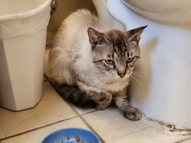 adoptable Cat in San Antonio, TX named TIMMY