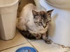 adoptable Cat in  named TIMMY