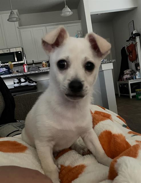 adoptable Dog in San Antonio, TX named BOLT