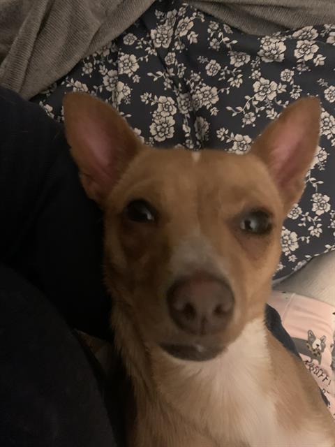 adoptable Dog in San Antonio, TX named CHRIS