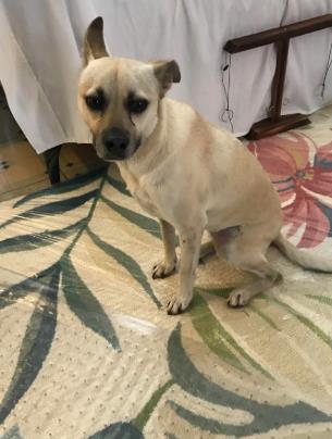 adoptable Dog in San Antonio, TX named BELLA