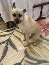 adoptable Dog in San Antonio, TX named BELLA