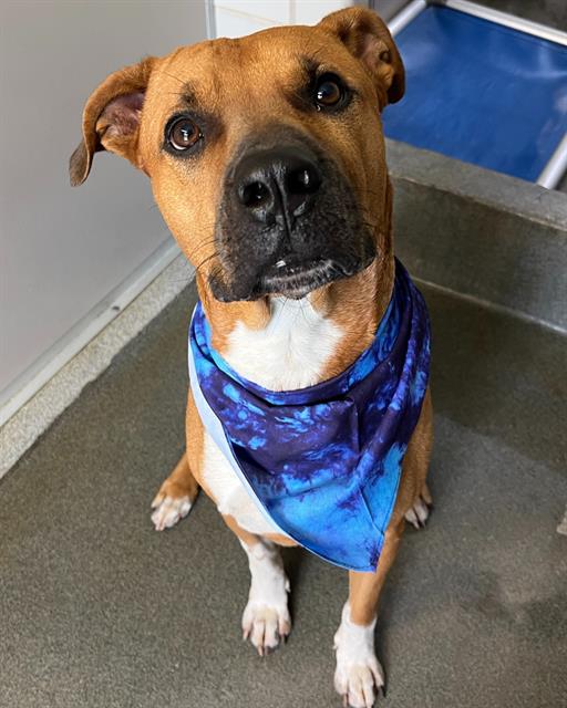 adoptable Dog in San Antonio, TX named DEXTER