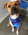 adoptable Dog in San Antonio, TX named DEXTER