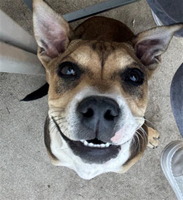 adoptable Dog in San Antonio, TX named REMI