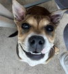 adoptable Dog in San Antonio, TX named REMI