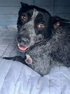 adoptable Dog in San Antonio, TX named COCOA