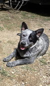 adoptable Dog in San Antonio, TX named PEANUT