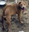 adoptable Dog in  named EMILIANO