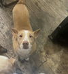 adoptable Dog in San Antonio, TX named ARTIC