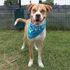 adoptable Dog in  named BOGEY