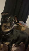adoptable Dog in San Antonio, TX named BANKROLL