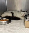 adoptable Cat in San Antonio, TX named HUGS
