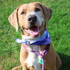 adoptable Dog in San Antonio, TX named BOWSER