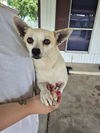 adoptable Dog in  named PRINCESS