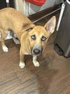 adoptable Dog in San Antonio, TX named A759343