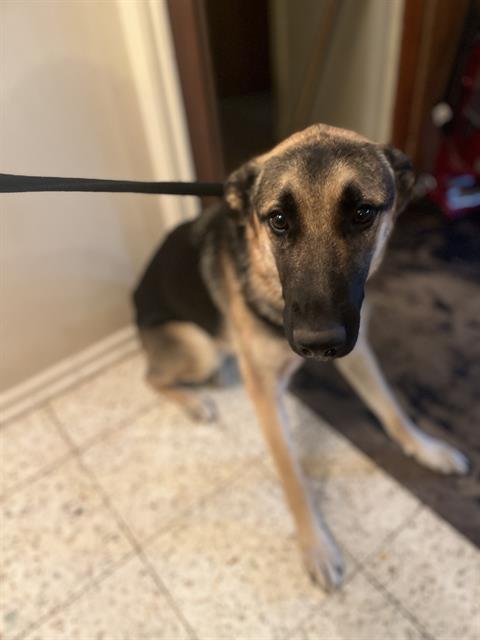 adoptable Dog in San Antonio, TX named BARRACK