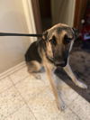 adoptable Dog in San Antonio, TX named BARRACK