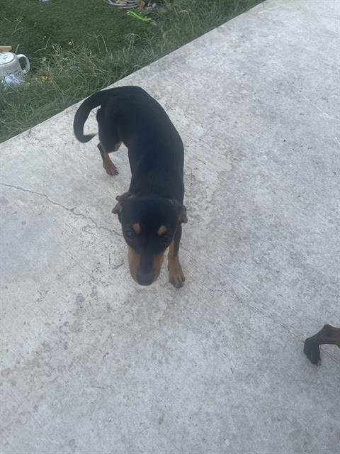 adoptable Dog in San Antonio, TX named BABY BUDDY
