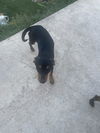 adoptable Dog in San Antonio, TX named BABY BUDDY