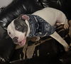 adoptable Dog in San Antonio, TX named GOTTI