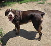 adoptable Dog in San Antonio, TX named COCO