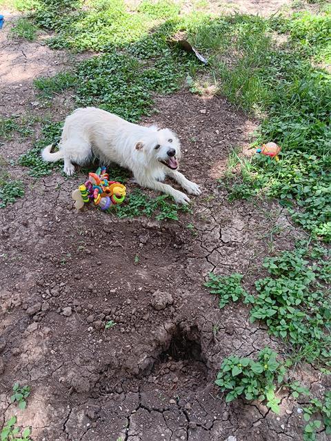 adoptable Dog in San Antonio, TX named A759475