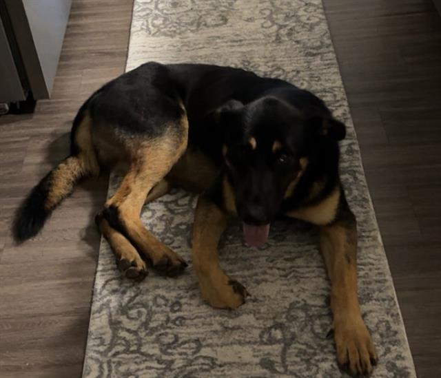 adoptable Dog in San Antonio, TX named BEAR