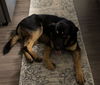 adoptable Dog in San Antonio, TX named BEAR
