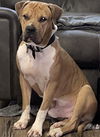 adoptable Dog in  named HERCULES