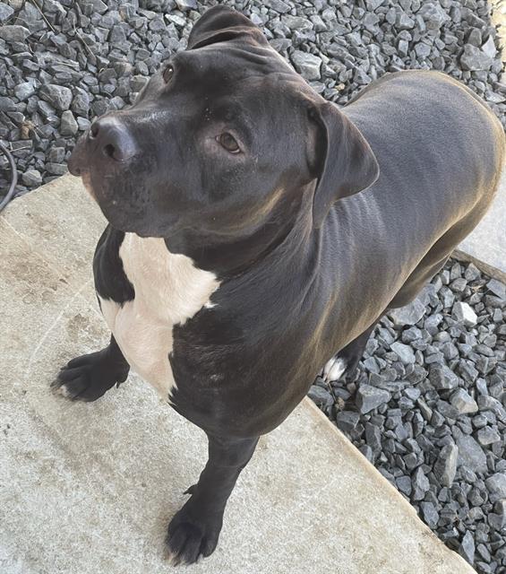 adoptable Dog in San Antonio, TX named MEDUSA