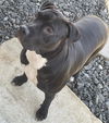 adoptable Dog in  named MEDUSA