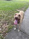 adoptable Dog in San Antonio, TX named DRAKEO