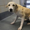 adoptable Dog in San Antonio, TX named BINDI
