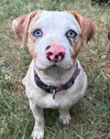 adoptable Dog in San Antonio, TX named JULIET