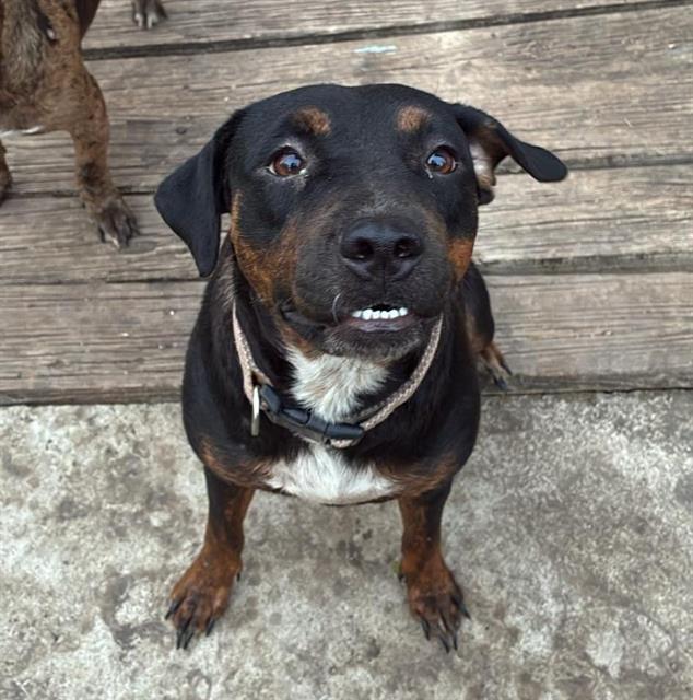 adoptable Dog in San Antonio, TX named PONY