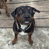 adoptable Dog in San Antonio, TX named PONY
