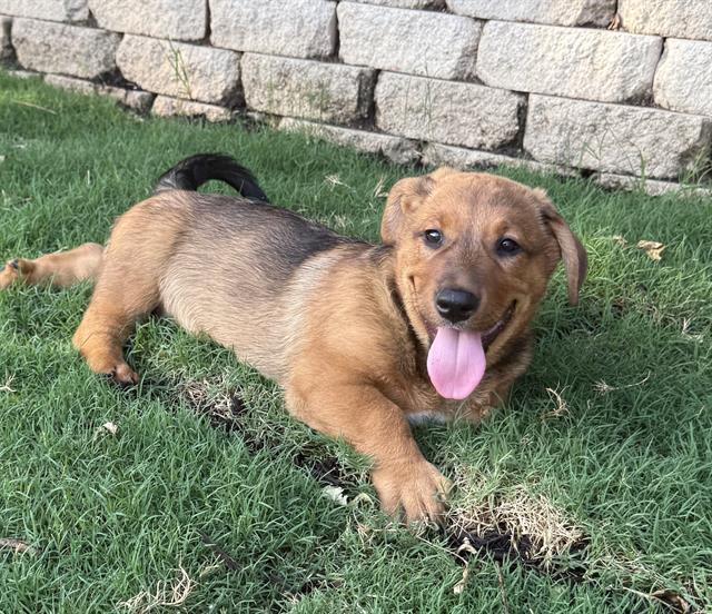 adoptable Dog in San Antonio, TX named HONDO