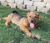 adoptable Dog in San Antonio, TX named HONDO