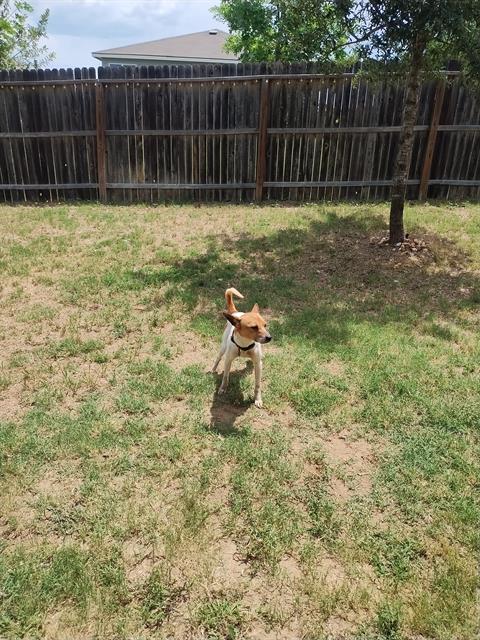 adoptable Dog in San Antonio, TX named WHISKEY