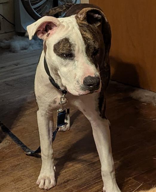 adoptable Dog in San Antonio, TX named JAX