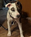 adoptable Dog in  named JAX