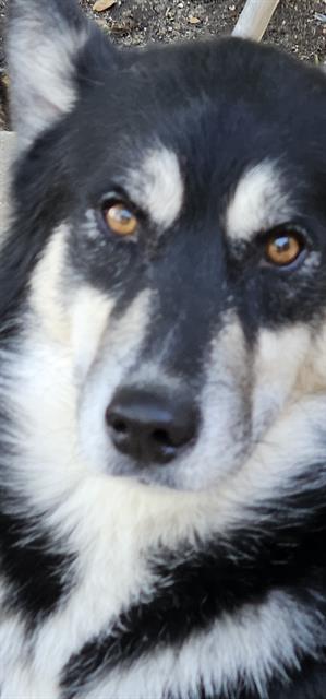 adoptable Dog in San Antonio, TX named BERRY